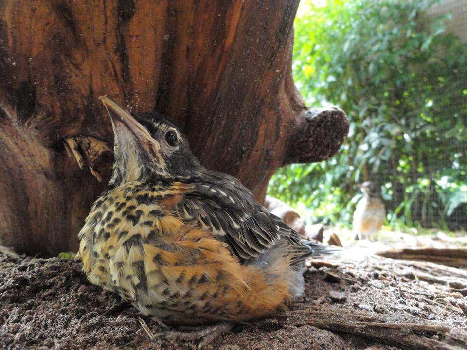 Baby Robin at WildCare