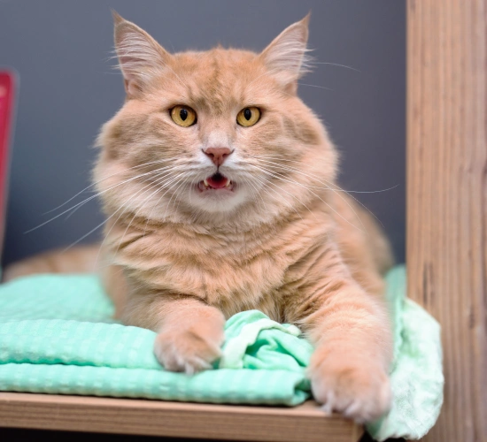 Supporting Your Cat Through Every Stage of Aging