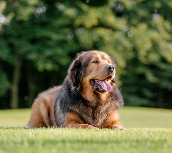 Helping Your Dog Stay Healthy Through the Senior Years
