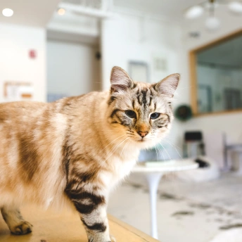 Cat Laser Therapy