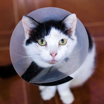 Cat Surgery