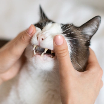 Cat Dental Care