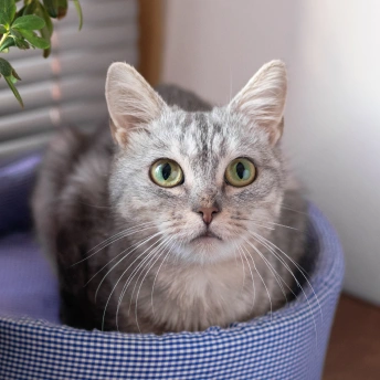 Cat Internal Medicine