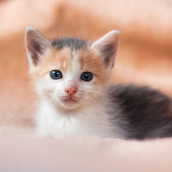 Kitten Care