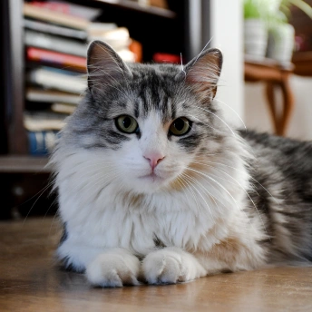 Cat Preventative Care