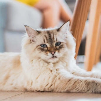 Senior Cat Care