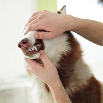 Dog Dental Care
