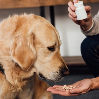 Dog Internal Medicine