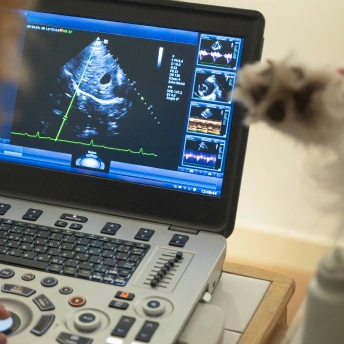 Dog Ultrasound