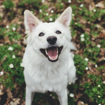 Dog Preventative Care