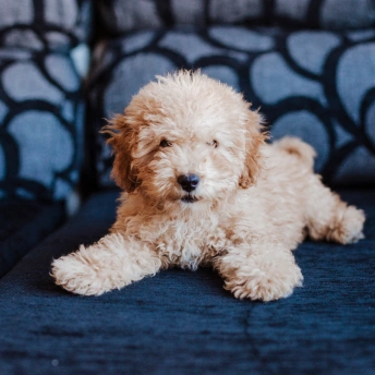 Puppy Care
