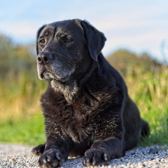 Senior Dog Care