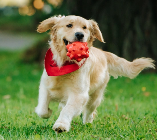 Trusted Pet Boarding Care While You’re Away