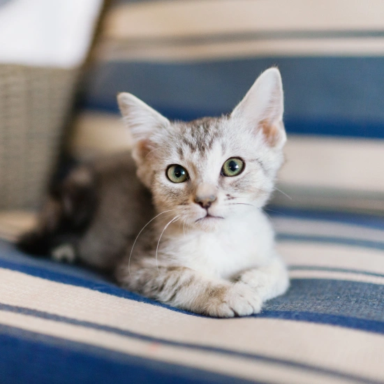 Bringing Home a New Kitten in Oklahoma City