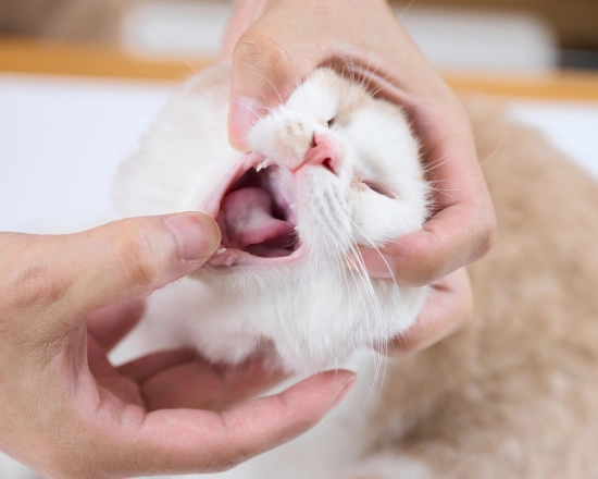 Protecting Your Cat’s Oral Health