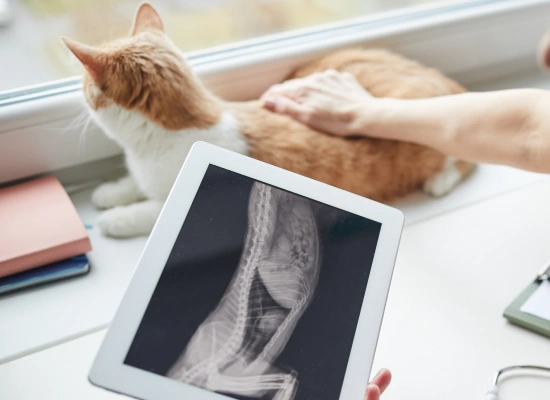 In-House Diagnostic Testing for Cats
