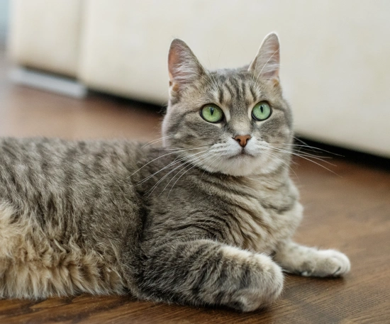 Why Preventative Care Matters for Your Cat