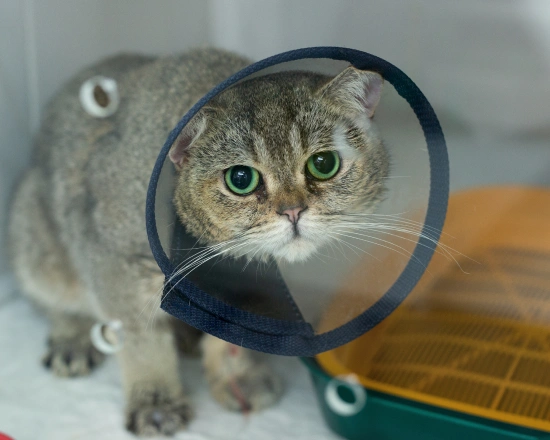 Compassionate Surgical Care for Your Cat