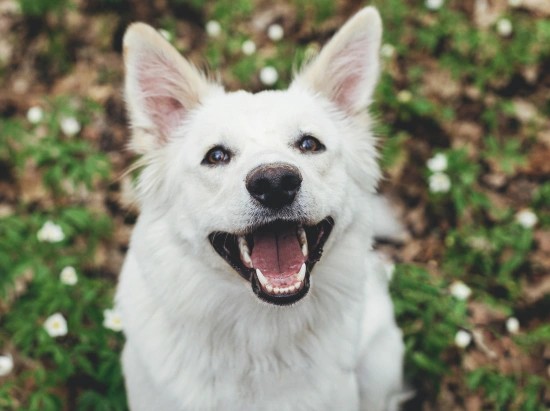 A Problem That Affects Nearly Every Pet