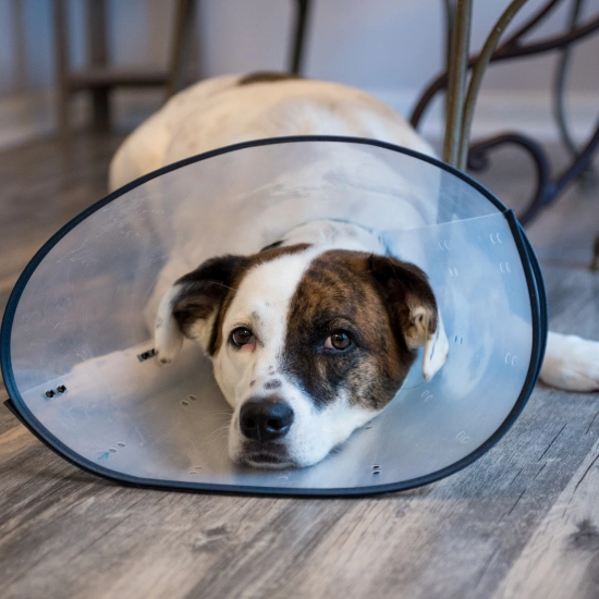 Guiding You Through Your Dog’s Surgical Journey