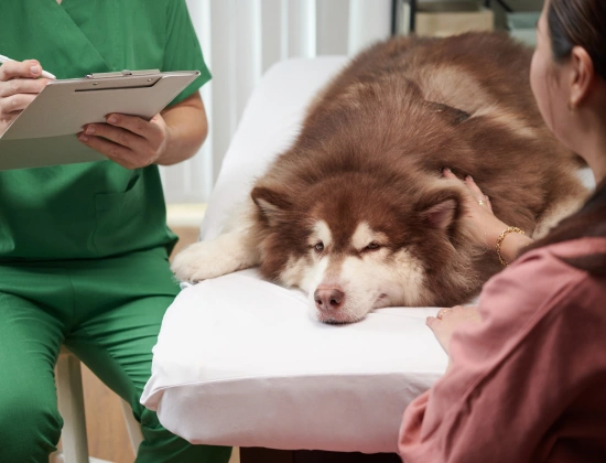 If Your Pet Needs Help Outside Business Hours