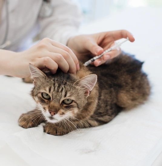 Kitten Vaccination Schedule