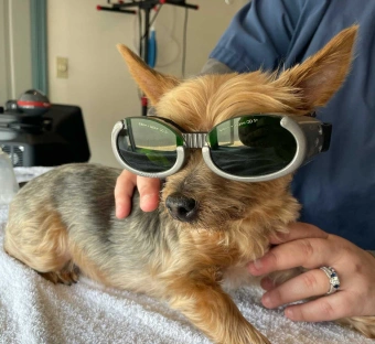 Small Yorkshire Terrier wearing protective eyewear during laser therapy treatment at Warwick Animal Hospital