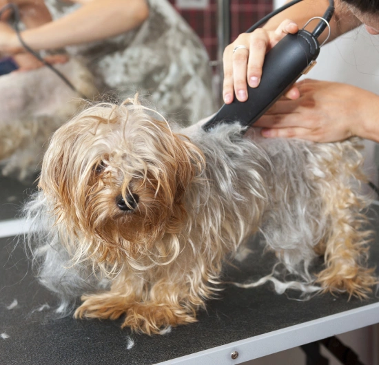 Healthy Skin and Coat Start with Regular Grooming