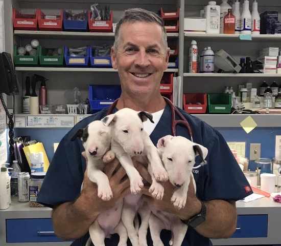A Fully Stocked Pharmacy for Your Pets