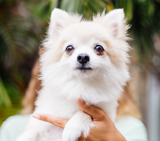 Prevention Is the Foundation of Good Pet Health