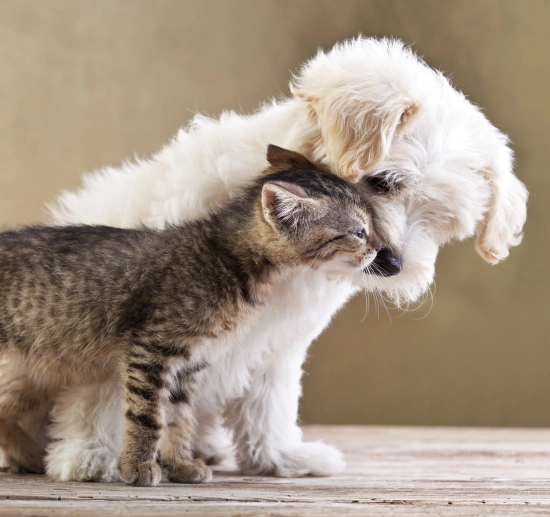 Welcoming a New Puppy or Kitten to the Family