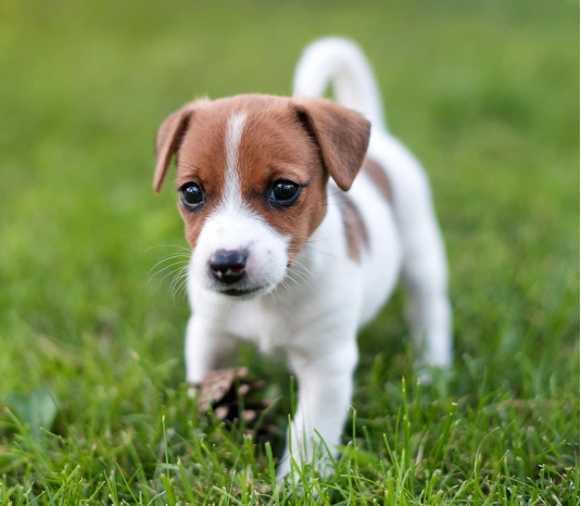 Puppy-Proofing Your Home