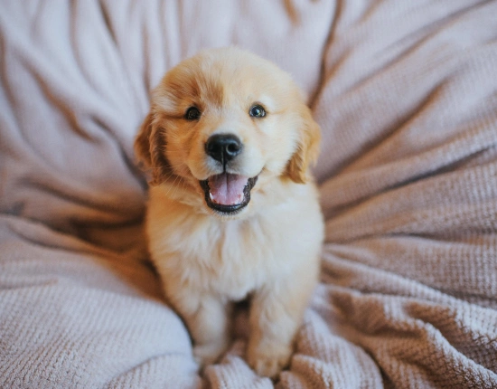 Bringing Home a New Puppy