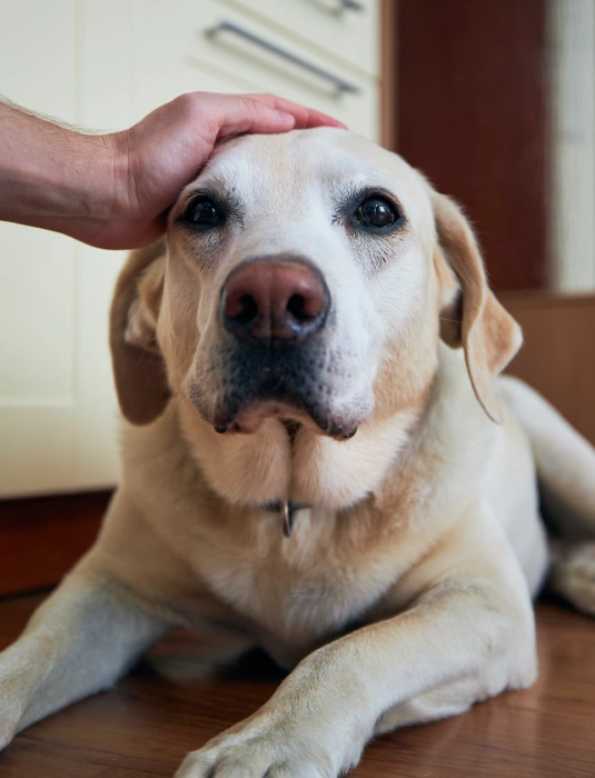 Pain Management for Cats and Dogs