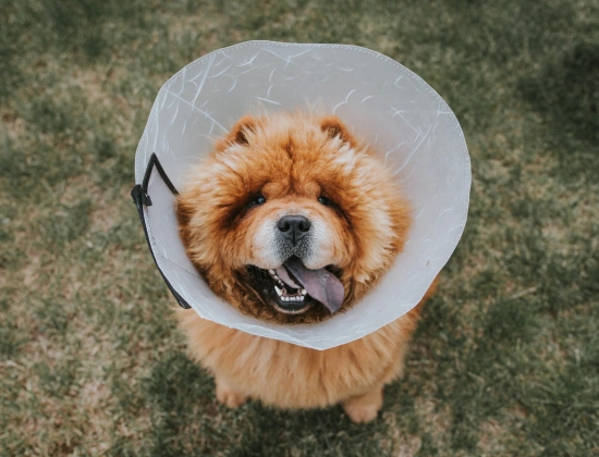What to Know Before Your Pet’s Surgery