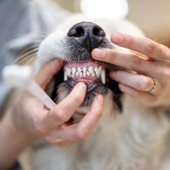 Dental Care