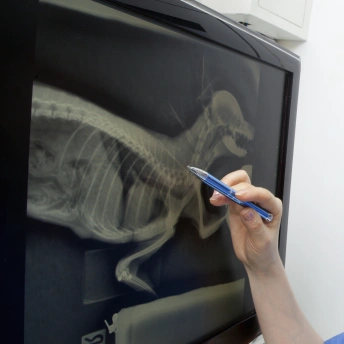Diagnostic Care
