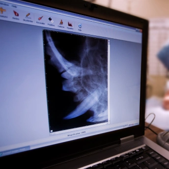 Dog Diagnostic Care