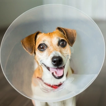 Dog Surgery