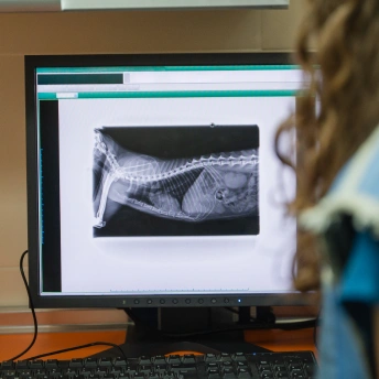 Cat Diagnostic Care