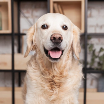 Golden Retriever with a happy expression sitting indoors at Warwick Animal Hospital