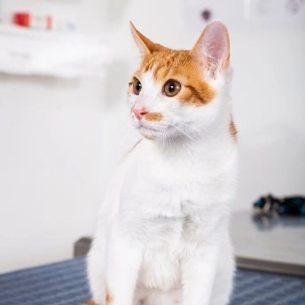 Laser Therapy