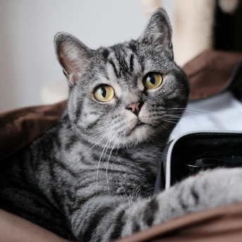 Gray tabby cat with yellow eyes sitting in a pet carrier.