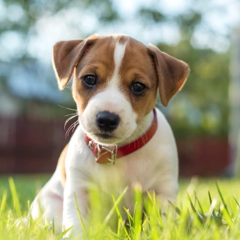 Brown and white puppy wearing a red collar sitting in green grass outdoors.