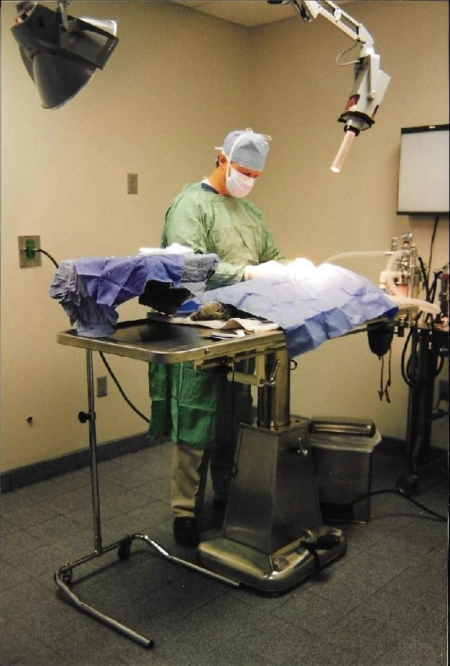 Veterinarian performing surgery under overhead lights.