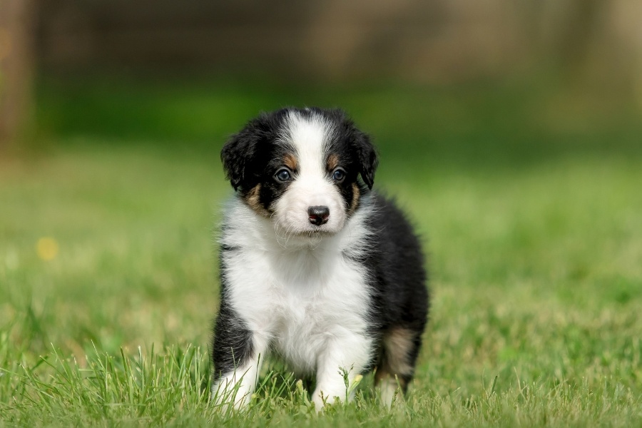 healthy-routine-for-new-puppy