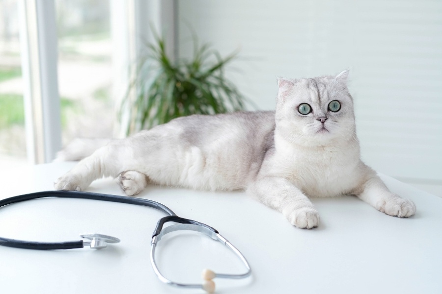 diagnostic-testing-for-persistent-pet-symptoms
